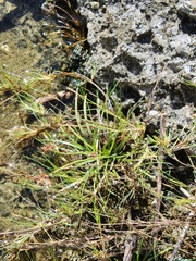 Zoysia