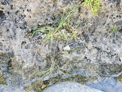 Zoysia