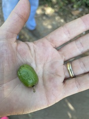 Spondias purpurea