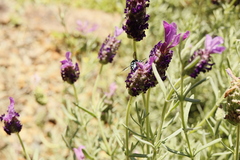 Thyreus caeruleopunctatus