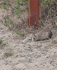 Microcavia australis