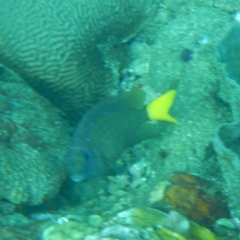 Microspathodon chrysurus