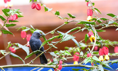 Diglossa albilatera