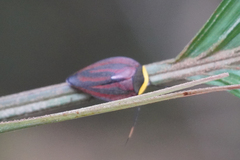 Rochaina metae
