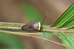 Rochaina metae