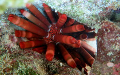 Heterocentrotus mamillatus