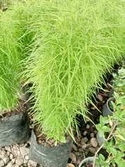 Bassia scoparia