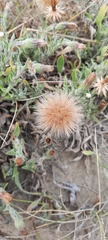 Noticastrum