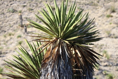 Yucca faxoniana