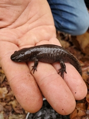 Ambystoma talpoideum