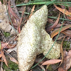 Laetiporus portentosus