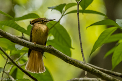 Onychorhynchus coronatus