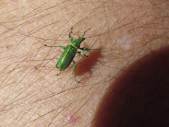 Phyllobius arborator