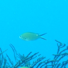 Azurina multilineata