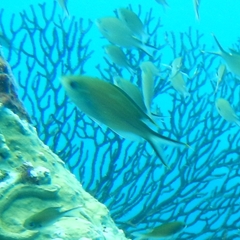 Azurina multilineata