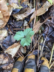 Cardamine diphylla