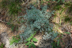 Phlojodicarpus