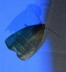 Bagisara rectifascia