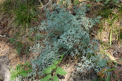 Phlojodicarpus