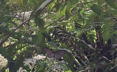 Euploea mulciber mulciber