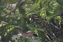 Euploea mulciber mulciber