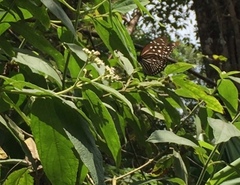 Euploea mulciber mulciber