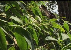 Euploea mulciber mulciber