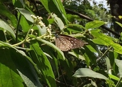 Euploea mulciber mulciber