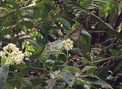Euploea mulciber mulciber