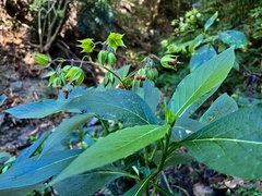 Trichodesma calycosum