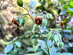 Trichodesma calycosum
