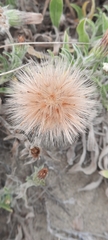 Noticastrum