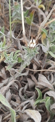 Noticastrum