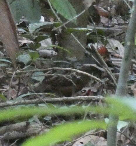 Marbled Wood Quail (Odontophorus gujanensis), photo 4