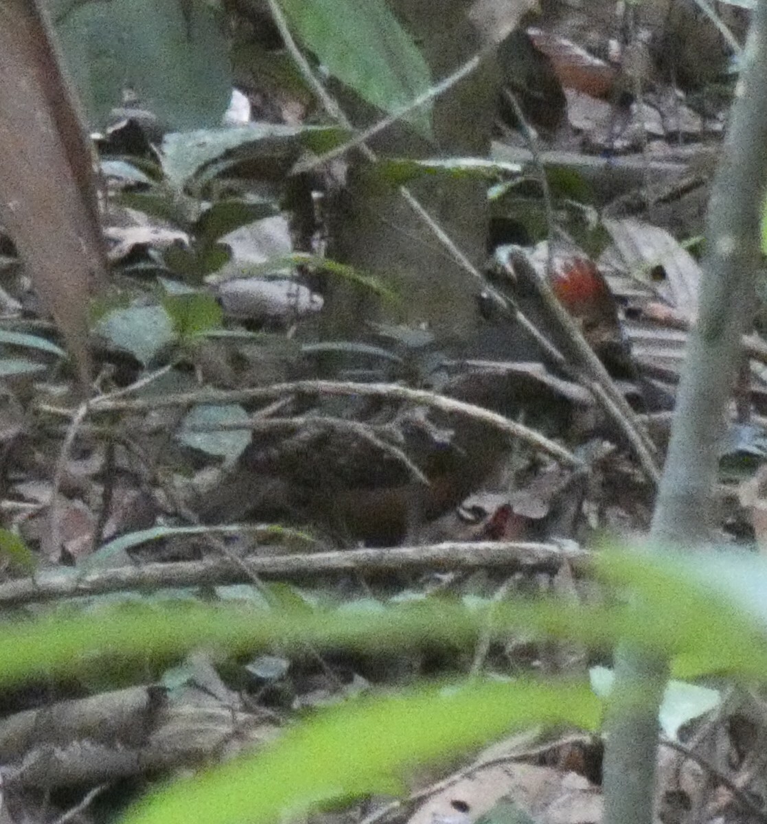 Marbled Wood Quail (Odontophorus gujanensis), photo 1