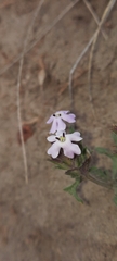 Glandularia parodii