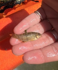 Notolabrus celidotus