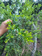 Luma apiculata