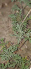 Glandularia parodii