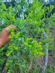 Luma apiculata
