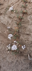 Glandularia parodii
