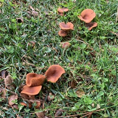 Lactarius rufulus