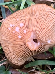 Lactarius rufulus