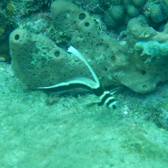 Eques punctatus
