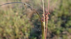 Tetragnatha extensa