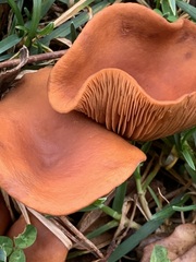 Lactarius rufulus