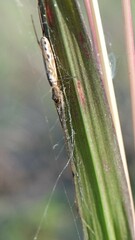 Tetragnatha extensa