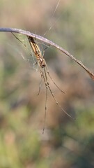 Tetragnatha extensa