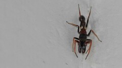 Myrmarachne melanocephala