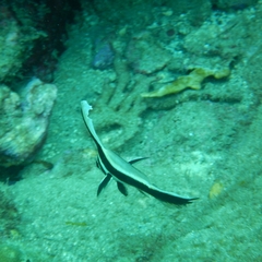 Eques punctatus